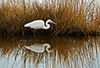 Chincoteague, NWR, VA